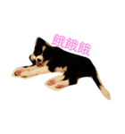 Dog happy day（個別スタンプ：11）