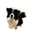 Dog happy day（個別スタンプ：12）