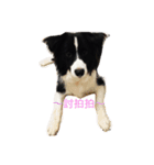 Dog happy day（個別スタンプ：15）