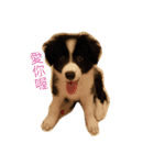 Dog happy day（個別スタンプ：16）