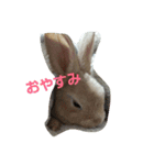 ミニレッキス モカ（個別スタンプ：2）