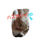ミニレッキス モカ（個別スタンプ：4）