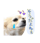 犬と楽しむ日常会話集（個別スタンプ：1）