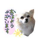 犬と楽しむ日常会話集（個別スタンプ：3）