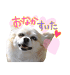 犬と楽しむ日常会話集（個別スタンプ：4）