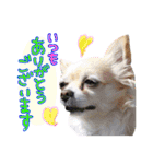 犬と楽しむ日常会話集（個別スタンプ：5）