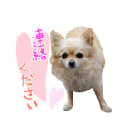 犬と楽しむ日常会話集（個別スタンプ：6）
