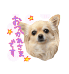 犬と楽しむ日常会話集（個別スタンプ：7）