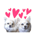 犬と楽しむ日常会話集（個別スタンプ：8）