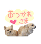 犬と楽しむ日常会話集（個別スタンプ：11）