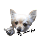 犬と楽しむ日常会話集（個別スタンプ：12）