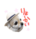 犬と楽しむ日常会話集（個別スタンプ：15）