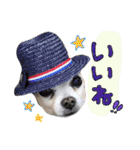 犬と楽しむ日常会話集（個別スタンプ：16）