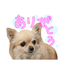 犬と楽しむ日常会話集（個別スタンプ：17）