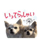 犬と楽しむ日常会話集（個別スタンプ：20）