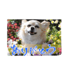 犬と楽しむ日常会話集（個別スタンプ：21）