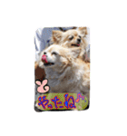 犬と楽しむ日常会話集（個別スタンプ：23）