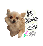 犬と楽しむ日常会話集（個別スタンプ：24）