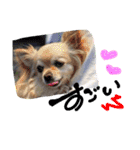 犬と楽しむ日常会話集（個別スタンプ：26）