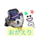 犬と楽しむ日常会話集（個別スタンプ：27）