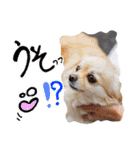 犬と楽しむ日常会話集（個別スタンプ：28）
