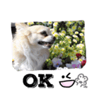 犬と楽しむ日常会話集（個別スタンプ：29）