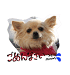 犬と楽しむ日常会話集（個別スタンプ：31）