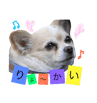 犬と楽しむ日常会話集（個別スタンプ：34）