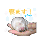 犬と楽しむ日常会話集（個別スタンプ：37）