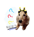 犬と楽しむ日常会話集（個別スタンプ：38）