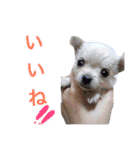 犬と楽しむ日常会話集（個別スタンプ：39）