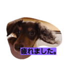 Dog photos of stamp3（個別スタンプ：2）