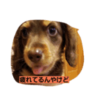 Dog photos of stamp3（個別スタンプ：3）