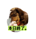 Dog photos of stamp3（個別スタンプ：4）