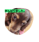 Dog photos of stamp3（個別スタンプ：5）