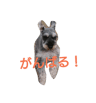 tiger's life2（個別スタンプ：5）