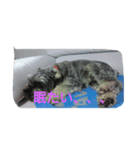 タイガの日常1（個別スタンプ：3）