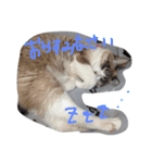 ナナと一緒（個別スタンプ：2）