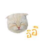 Catmoji（個別スタンプ：3）