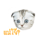 Catmoji（個別スタンプ：8）