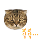 Catmoji（個別スタンプ：10）