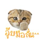 Catmoji（個別スタンプ：12）