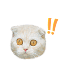 Catmoji（個別スタンプ：13）