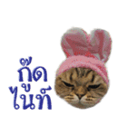 Catmoji（個別スタンプ：15）