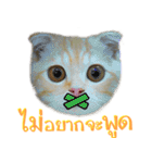 Catmoji（個別スタンプ：19）