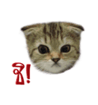 Catmoji（個別スタンプ：22）