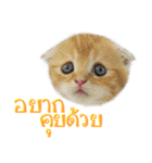 Catmoji（個別スタンプ：23）