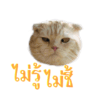 Catmoji（個別スタンプ：25）