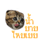 Catmoji（個別スタンプ：27）