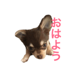 愛犬モコの日常（個別スタンプ：1）